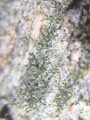 Chaenotheca chlorella