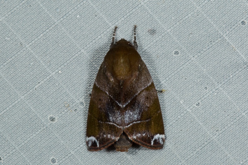 Xenochroa sindarrayensis
