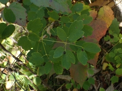 Thalictrum dasycarpum