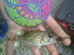 Ambloplites constellatus