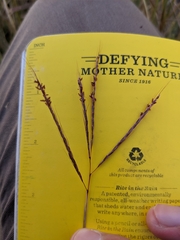 Bothriochloa ischaemum