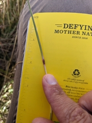 Bothriochloa ischaemum