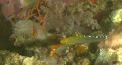 Koumansetta rainfordi