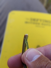 Bothriochloa ischaemum