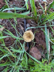 Crepidotus subfulviceps