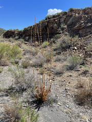 Penstemon vizcainensis