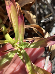 Penstemon vizcainensis