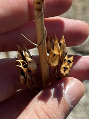 Penstemon vizcainensis
