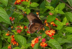 Battus polydamas polydamas