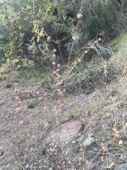 Eriogonum elongatum