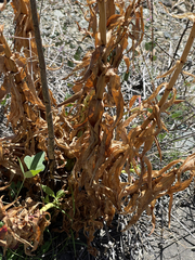 Penstemon vizcainensis