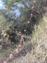 Eriogonum elongatum