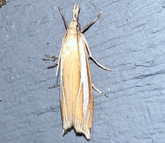 Crambus satrapellus