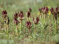 Iris acutiloba