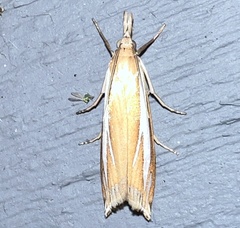 Crambus satrapellus