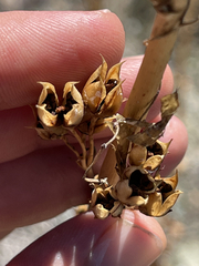 Penstemon vizcainensis