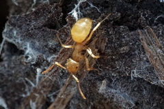 Lasius