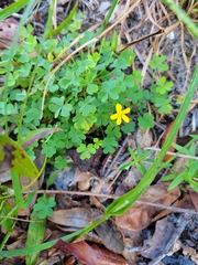 Oxalis corniculata