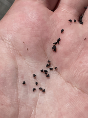 Penstemon vizcainensis