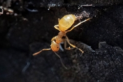 Lasius