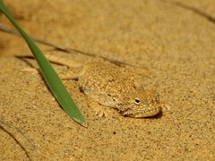 Phrynocephalus mystaceus