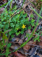 Oxalis corniculata