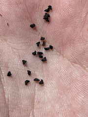 Penstemon vizcainensis