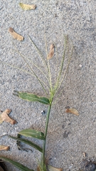 Digitaria ischaemum