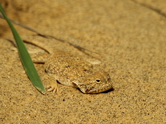 Phrynocephalus mystaceus