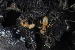 Lasius