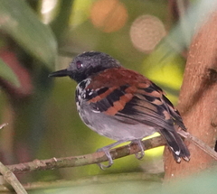 Hylophylax naevioides
