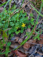 Oxalis corniculata
