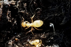 Lasius