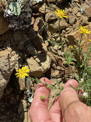 Xanthisma scabrellum