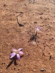 Colchicum filifolium