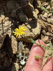 Xanthisma scabrellum