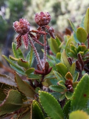 Rhodothamnus chamaecistus