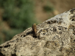 Emberiza hortulana