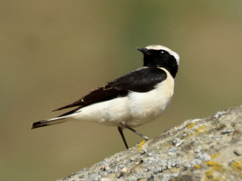 Collalba rubia oriental (Oenanthe melanoleuca)