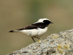 Oenanthe melanoleuca