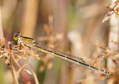 Ischnura pruinescens