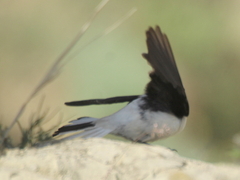 Oenanthe melanoleuca