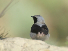 Oenanthe melanoleuca