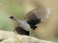 Oenanthe melanoleuca