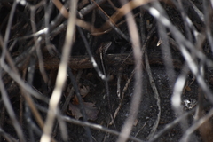 Stenocercus ornatissimus