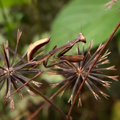 Stagmatoptera
