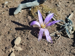 Colchicum filifolium
