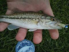 Micropterus punctulatus