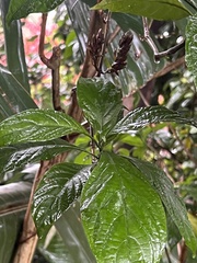 Metarungia pubinervia