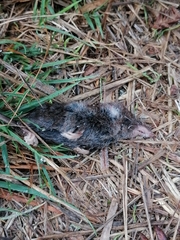 Sorex vagrans